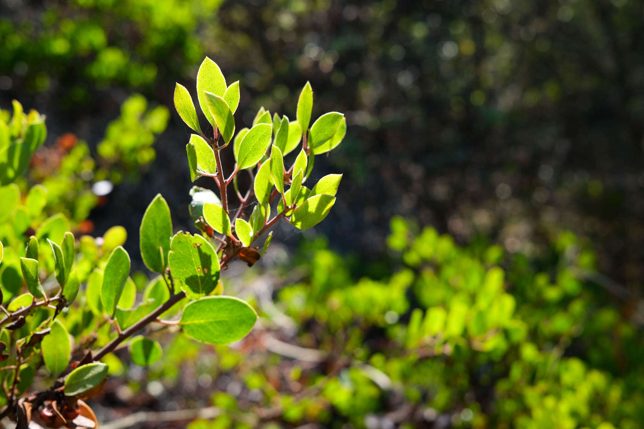 Image of Hooker's manzanita