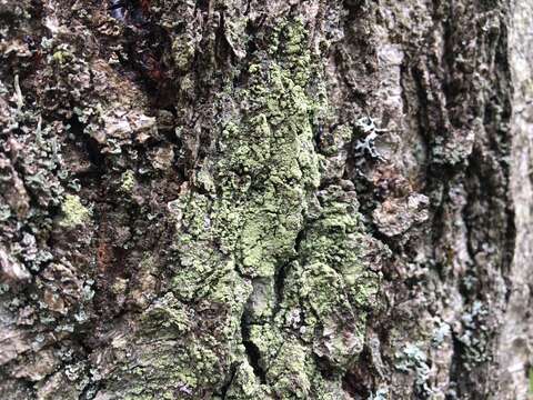 صورة Ropalospora viridis (Tønsberg) Tønsberg