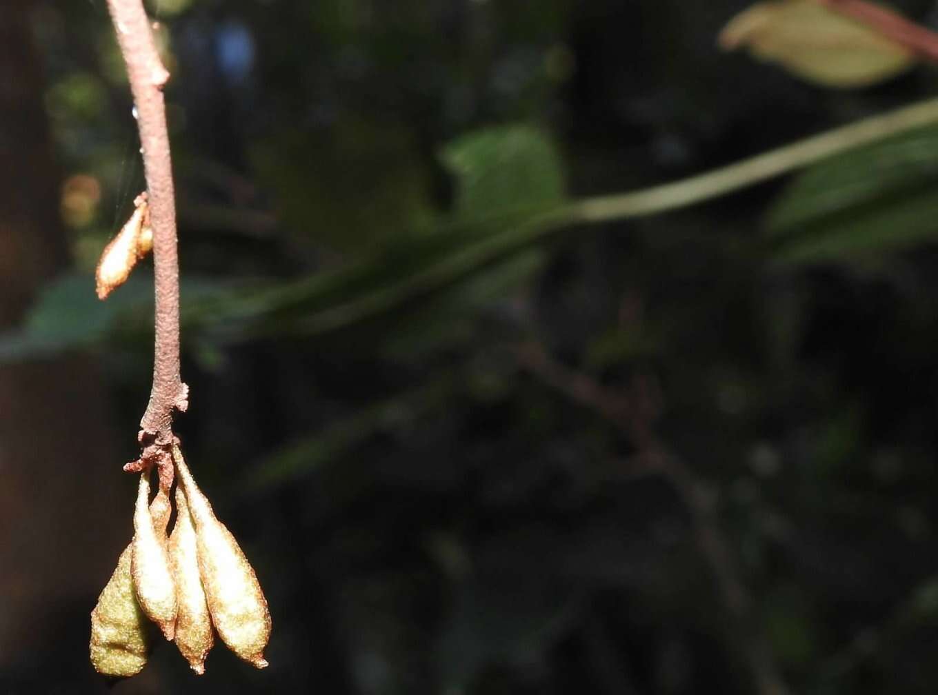 Image of Elaeagnus loureiroi Champ. ex Benth.