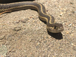 Sivun Thamnophis elegans elegans (Baird & Girard 1853) kuva