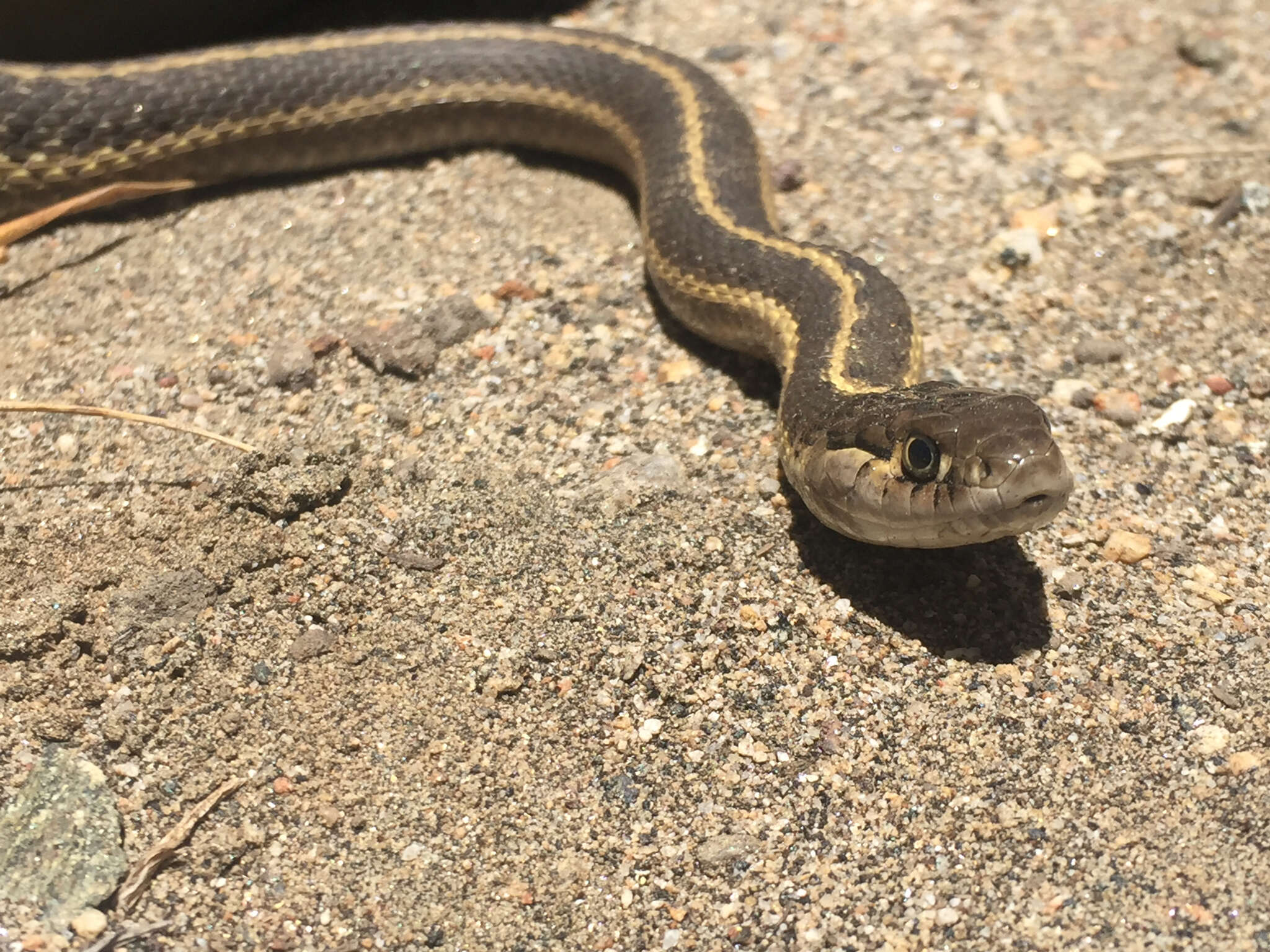 Image of Thamnophis elegans elegans (Baird & Girard 1853)