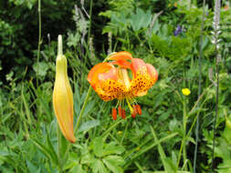 Image of Kelley's lily