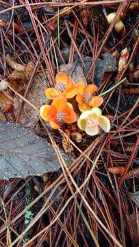 Image of Schisandra arisanensis Hayata