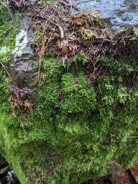 Image of Macoun's heterocladium moss