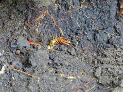 Image of red-headed centipede