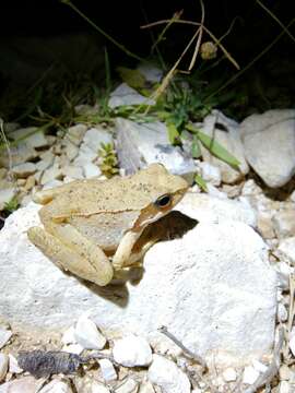 Image of Balkan Stream Frog