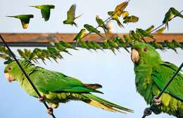 Image of Green Parakeet