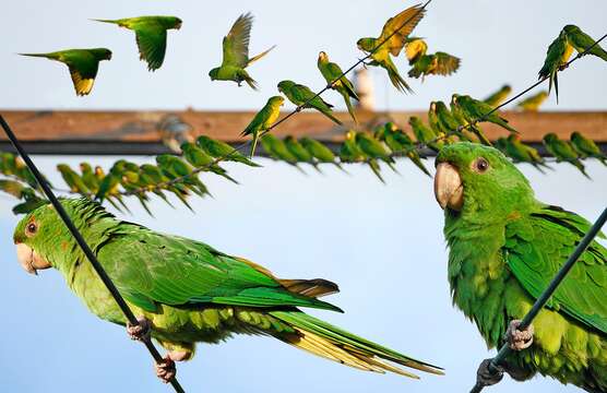 Image of Green Parakeet