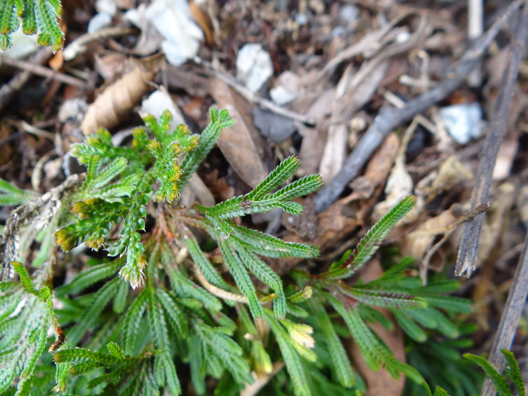 Selaginella stauntoniana Spring resmi