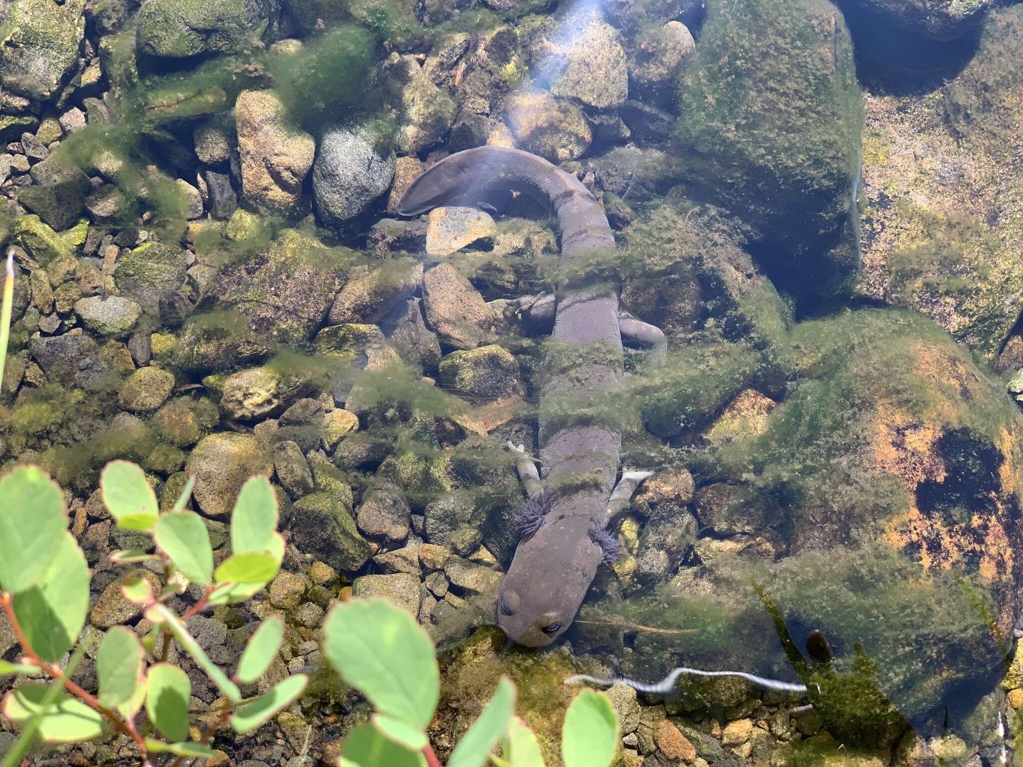 Image of Cope's Giant Salamander