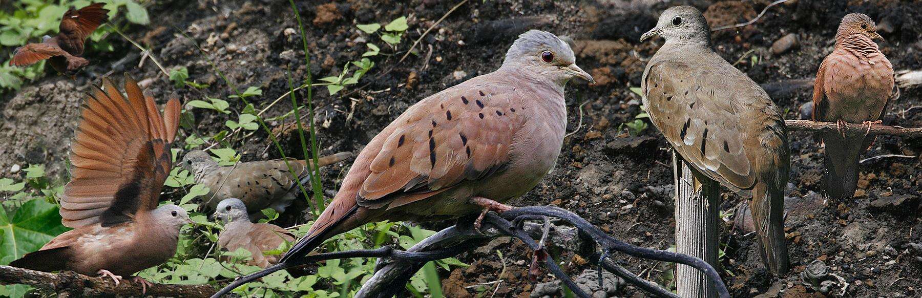 Image of Ruddy Ground Dove