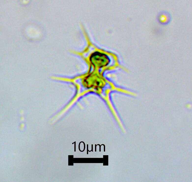 Image of Staurodesmus octocornis (Ralfs) Stastny, Skaloud & Neustupa 2013