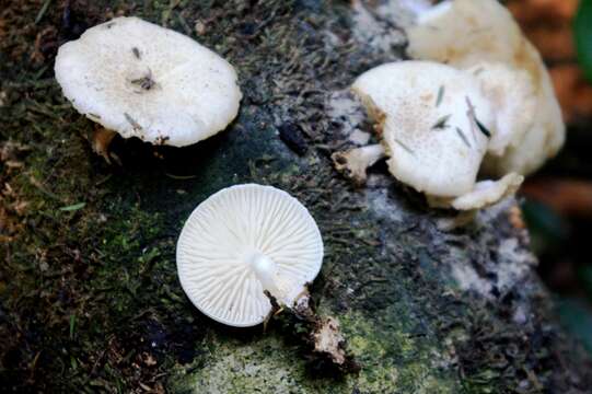 Oudemansiella australis G. Stev. & G. M. Taylor 1964 resmi