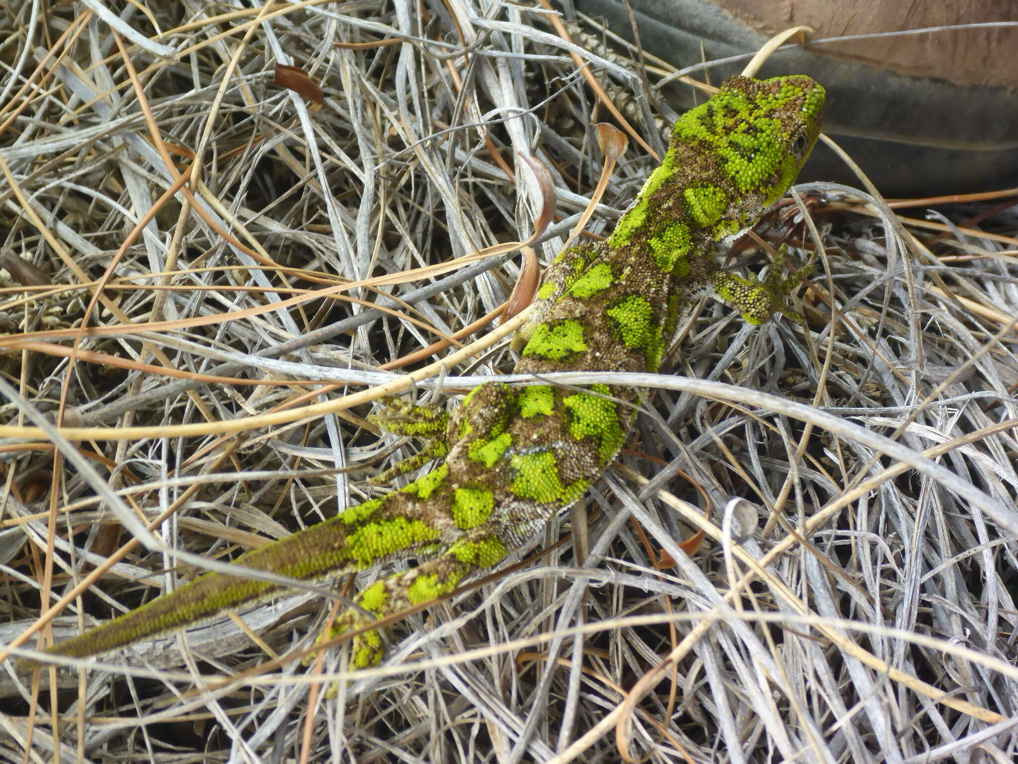 Image of Nelson green gecko