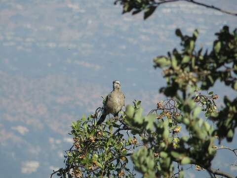 Image of Chilean Mockingbird