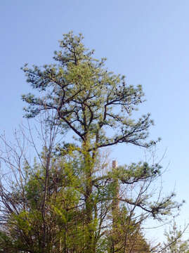 Image of pitch pine