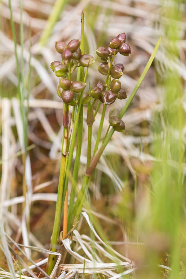 Image of pod-grass family