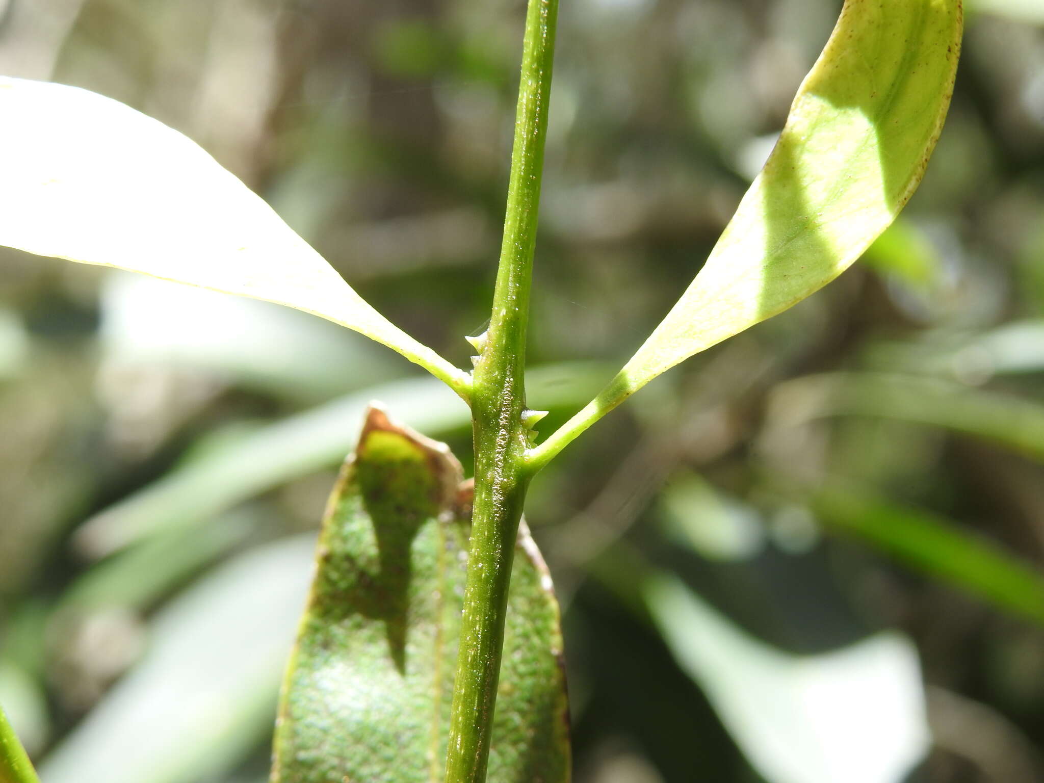 Plancia ëd Notelaea punctata R. Br.