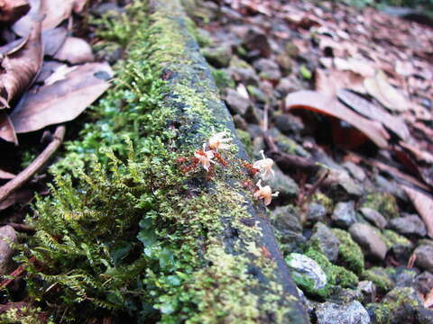 Image of leaf-cutter ants