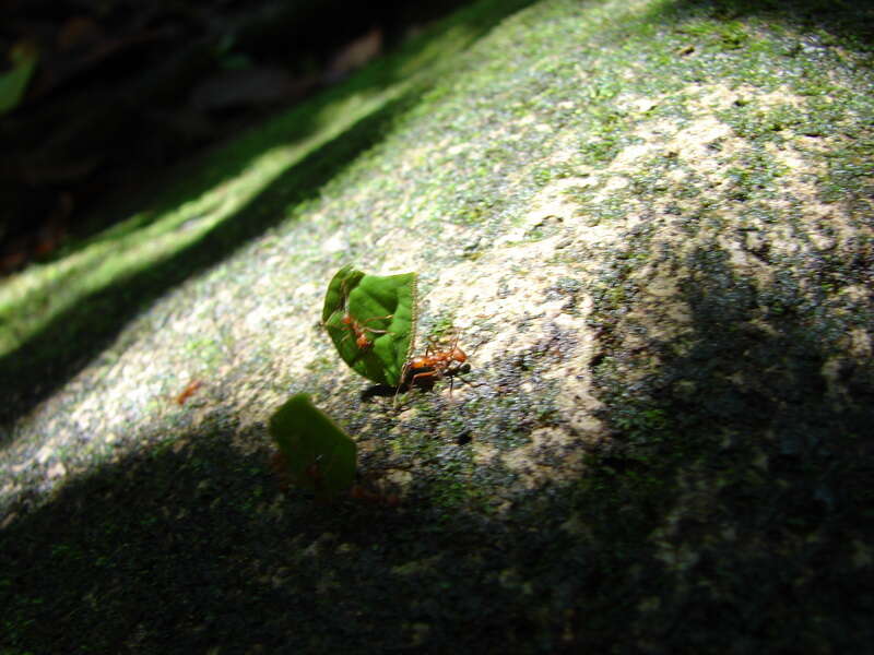 Image of leaf-cutter ants