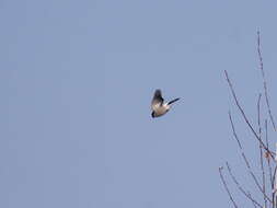 Image of Baikal Bullfinch