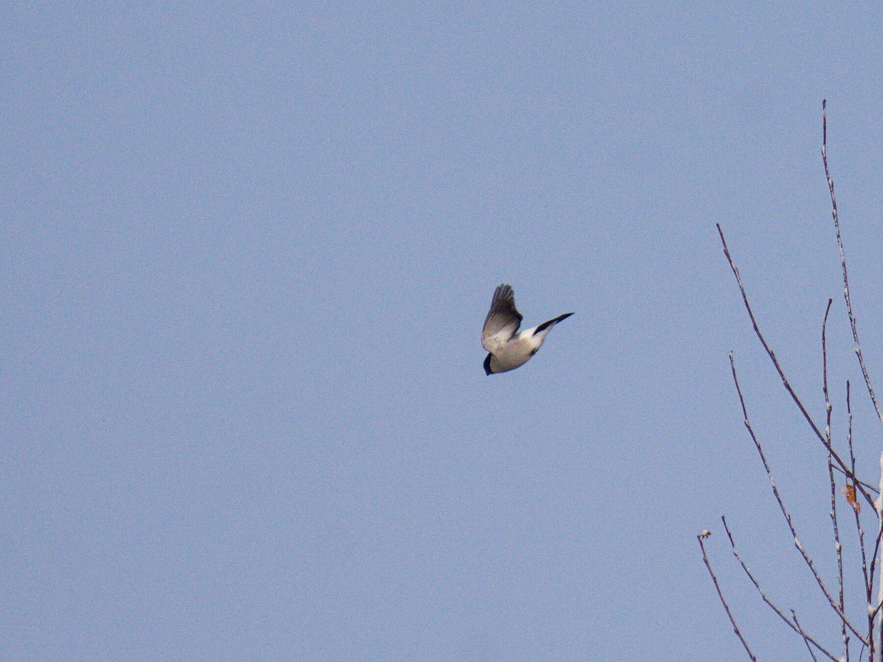 Image of Baikal Bullfinch