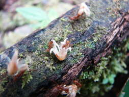 Image of leaf-cutter ants