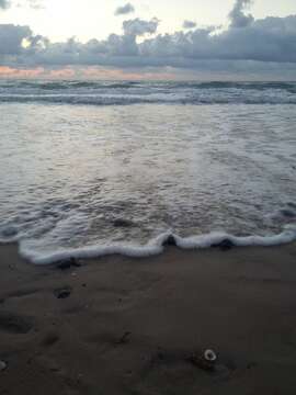 Image of Ridley sea turtles