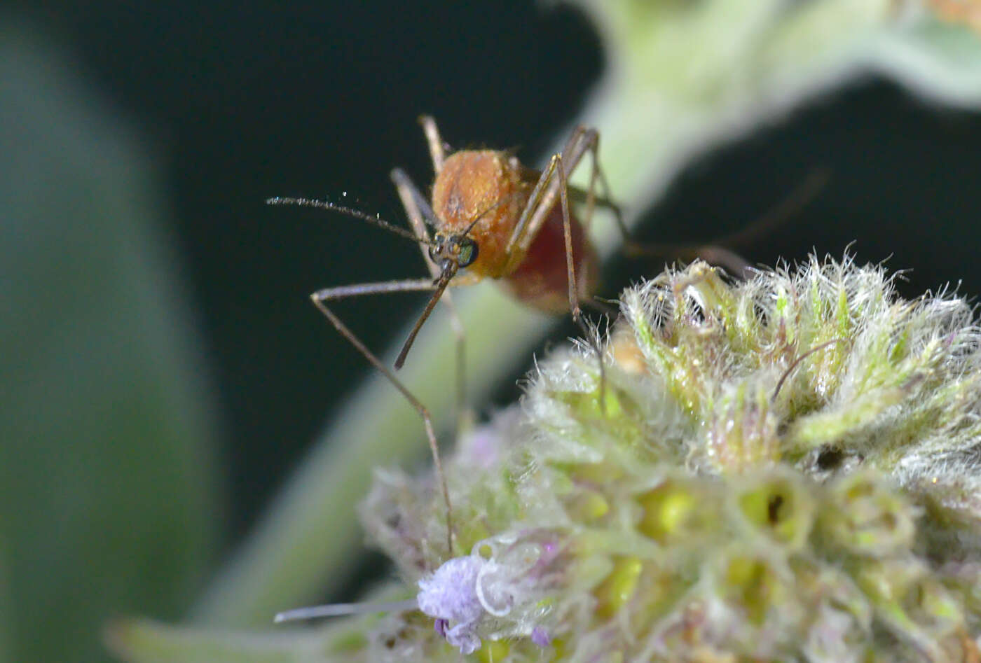 صورة Aedes cinereus Meigen 1818