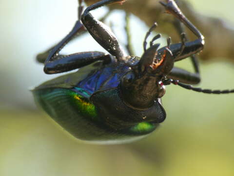 Image of forest caterpillar hunter