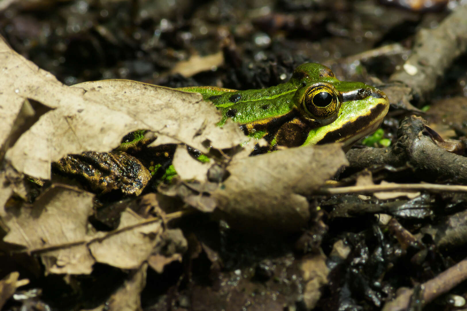 صورة Pelophylax esculentus