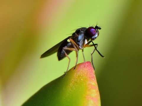 Image of Shore fly