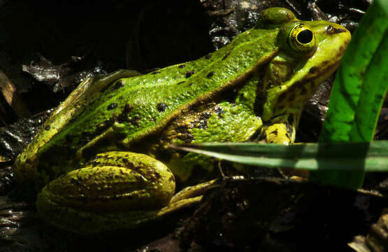 Image of Pelophylax esculentus