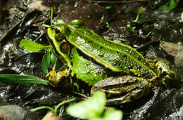 Image of Pelophylax esculentus