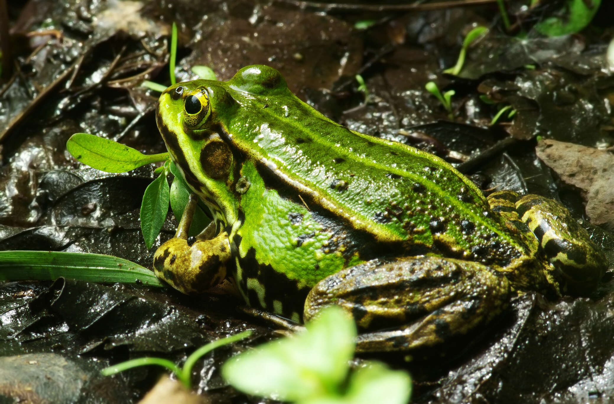 Image of Pelophylax esculentus