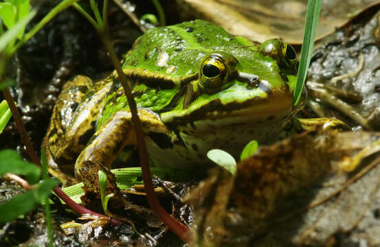 Image of Pelophylax esculentus