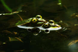 Image of Pelophylax esculentus