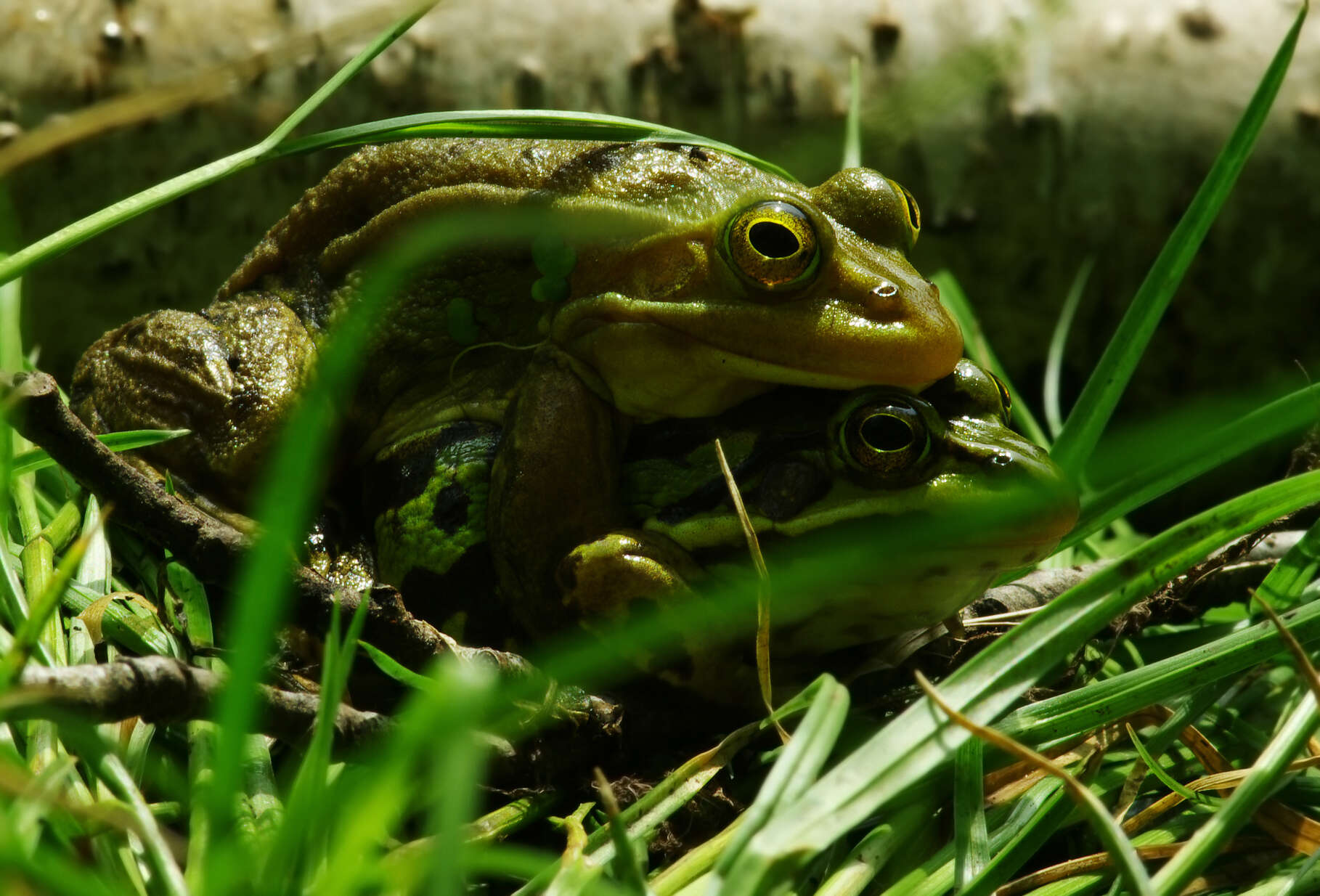 Image of Pelophylax esculentus