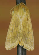 Image of Corn Earworm