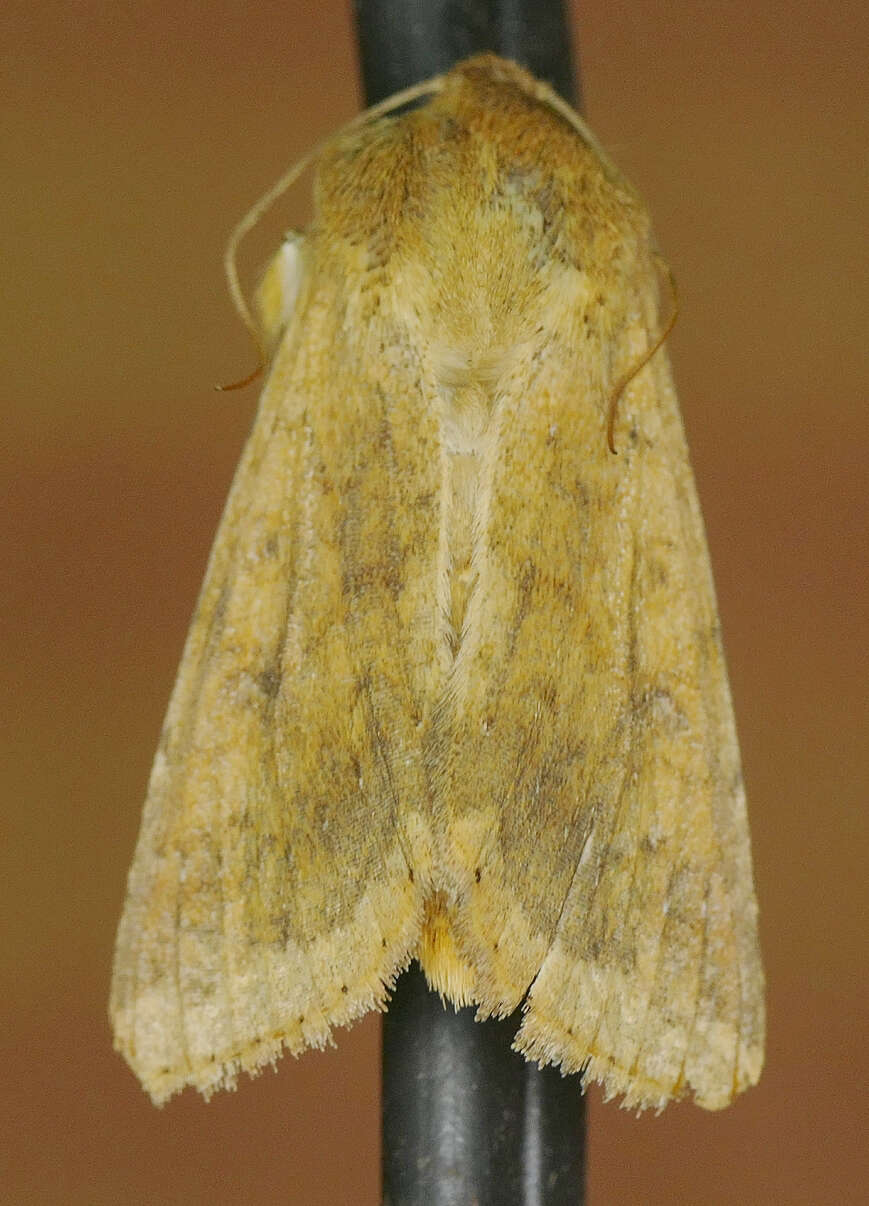 Image of Corn Earworm