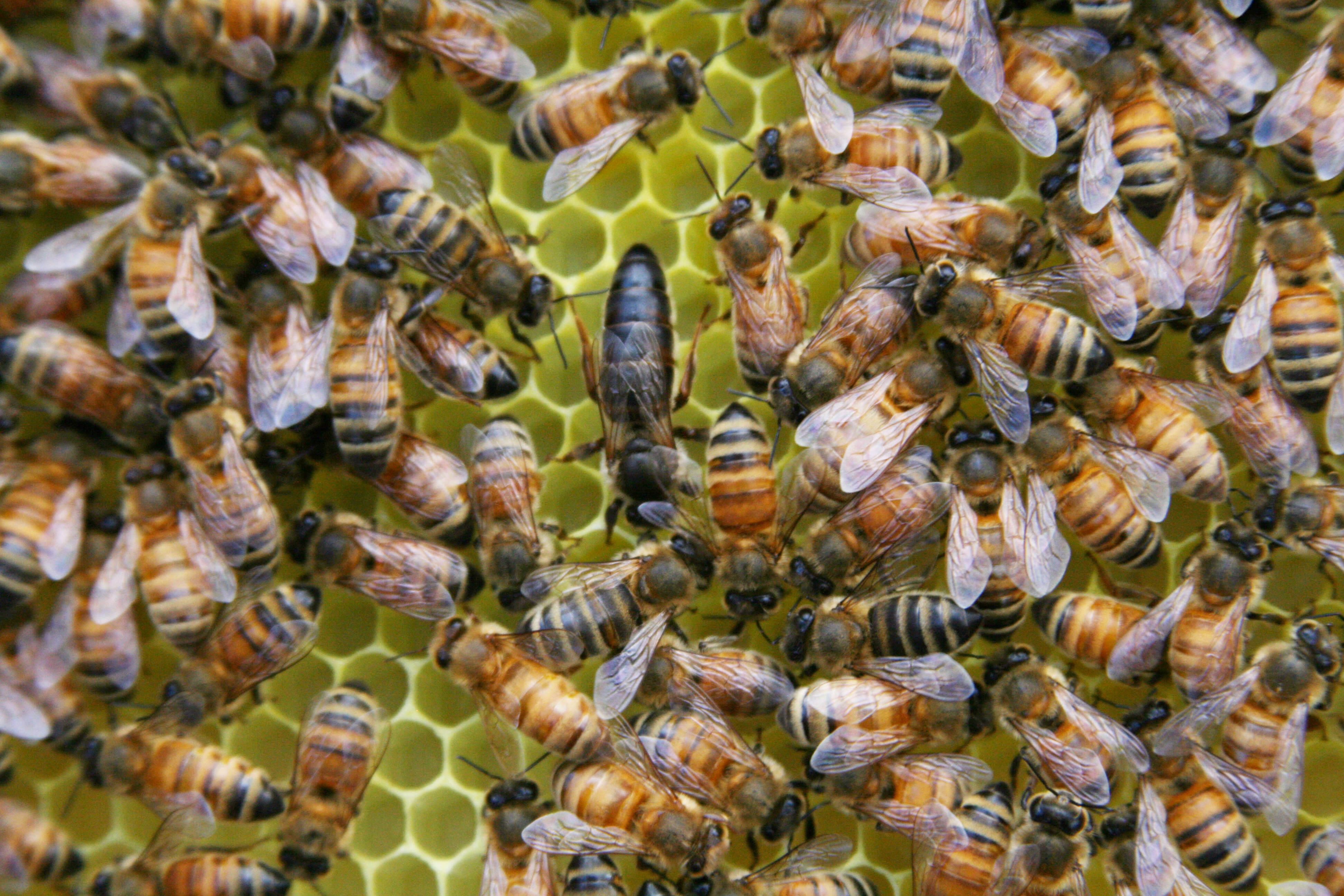 Image de Apis mellifera carnica