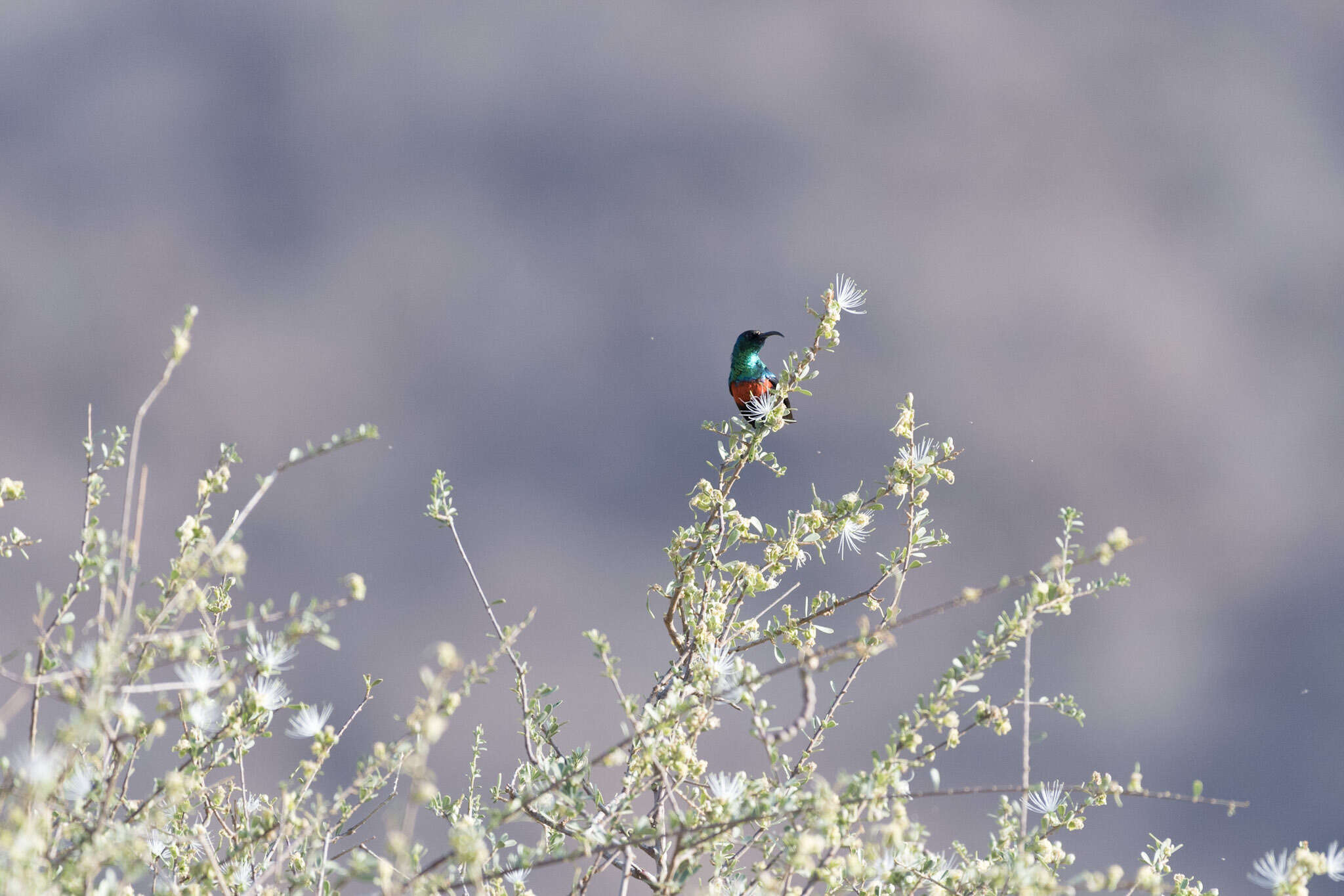 Image of Shining Sunbird