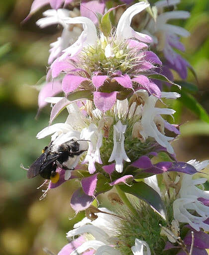 Imagem de Melissodes bimaculatus (Lepeletier 1825)