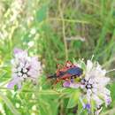 صورة Rhynocoris iracundus (Poda 1761)