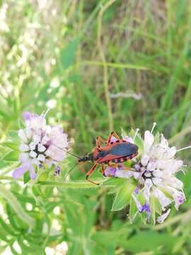 صورة Rhynocoris iracundus (Poda 1761)