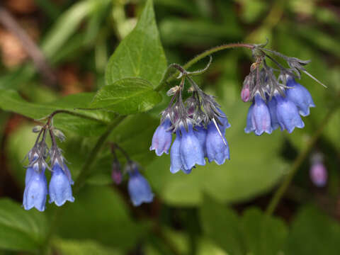 Image of tall bluebells