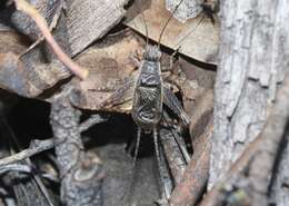 Image of Eurepa marginipennis (White & A. 1841)