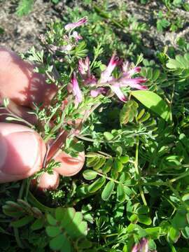 Image of Fumaria muralis subsp. muralis