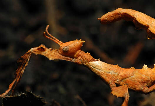 Image of giant stick insect