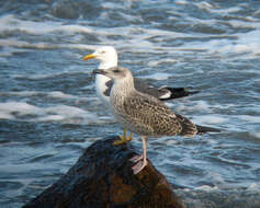 Image of Lesser Black-backed Gull